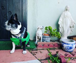 Dog next to ceramic dog and statue of Virgin Mary