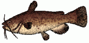 drawing of a catfish
