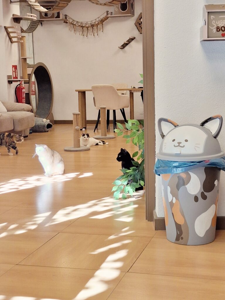 Four cats occupying floor space in a cat cafe