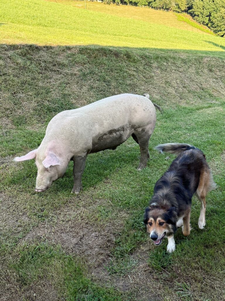 A white pig grazing with a farm dog nearby.